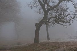 Tree in the fog by René Jonkhout