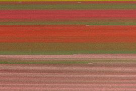 Aerial photo horizontal lines in colourful bulb field by aerovista luchtfotografie