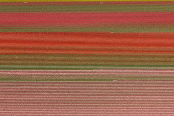 Luftaufnahme horizontale Linien im bunten Zwiebelfeld