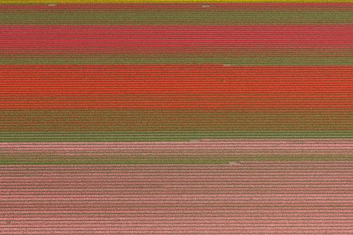 Luchtfoto horizontale lijnen in kleurig bollenveld