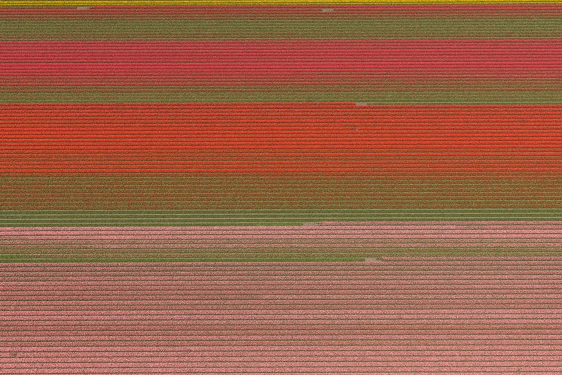 Aerial photo horizontal lines in colourful bulb field by aerovista luchtfotografie