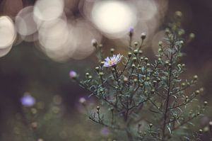 Blumen Teil 227