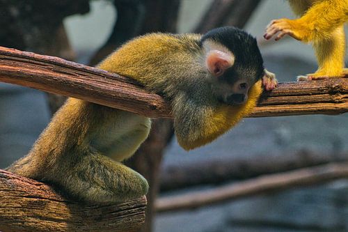 Squirrel Monkey