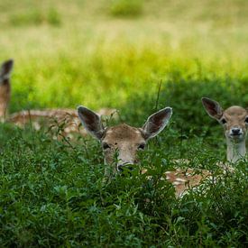 Nous ne sommes pas là sur Mart Houtman