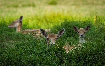 Wij zijn er niet van Mart Houtman