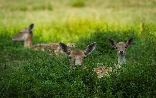 Wij zijn er niet van Mart Houtman
