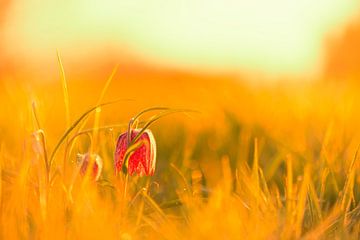 Wilde Kievitsbloem in een weiland tijdens zonopgang in het voorjaar van Sjoerd van der Wal