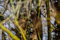 Bussard