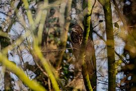 Bussard von bryan van willigen