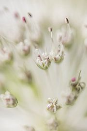 Abstrait blanc : Fleurs du cœur d'une Astrantia Major sur Marjolijn van den Berg