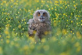 Europäischer Uhu (Bubo bubo) von Ronald Pol