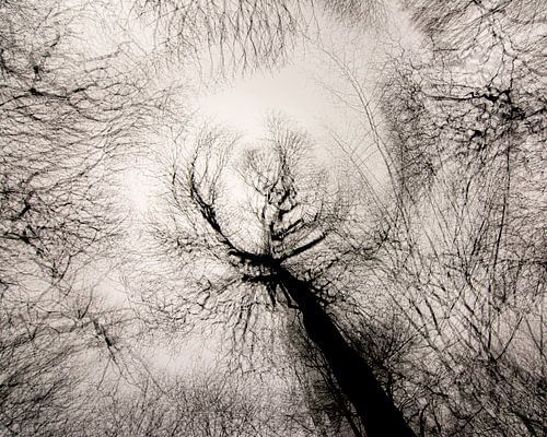 Around the eye. Trees in multiple exposure