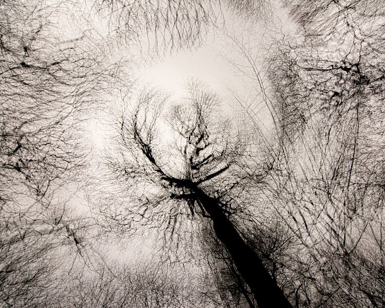 Autour de l&#039;œil. Arbres en exposition multiple par Lucia Leemans