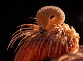 Verenpak van Ingrid Stoffels