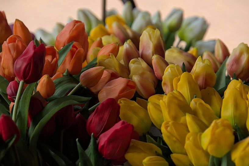 Tulip forest by Monique Verlouw