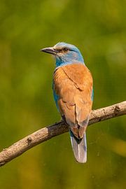 Le rollier (rollier européen), Coracias garrulus.