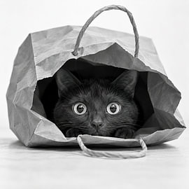 A pig in a poke by Salt Theory
