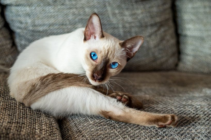 Siamese 5 by Mi Vidas Fotodesing