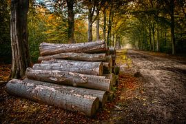 Breda Liesbos in de mist