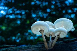 Kein Platz mehr von Eric van Schaijk