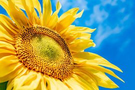 Fröhliche Sonnenblume. von Ron van der Stappen