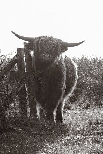 Scottish Highlander