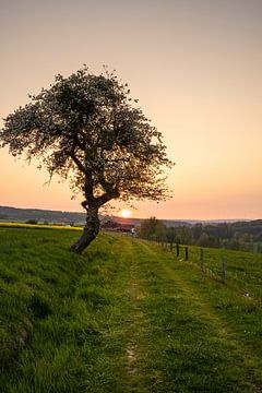 Zonsondergang met boom van Holger Spieker