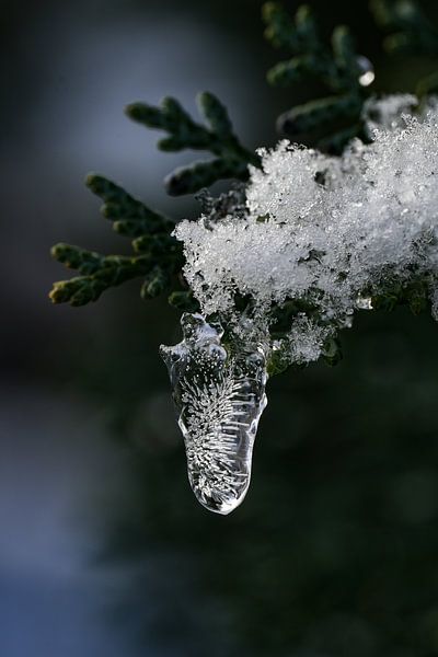 Kunst der Natur in Eis von Michael Hagenunger
