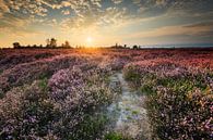 Sunset over the heather by Karla Leeftink thumbnail