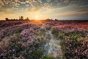 Zonsondergang boven de heide