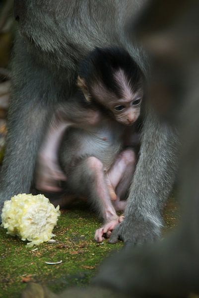 Apen familie  by Irene Colen