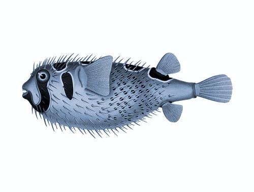 Retro tropische vissen.  Vintage kunst. Zwartgevlekt stekelvarken in blauw