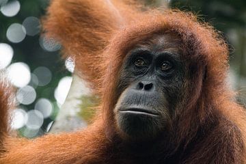 Orang-oetan in de jungle van Sumatra, Indonesië van Martijn Smeets