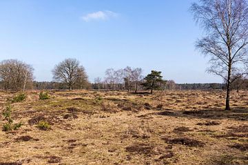 Landscape at Lage Vuursche