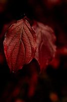 Autumn leaf