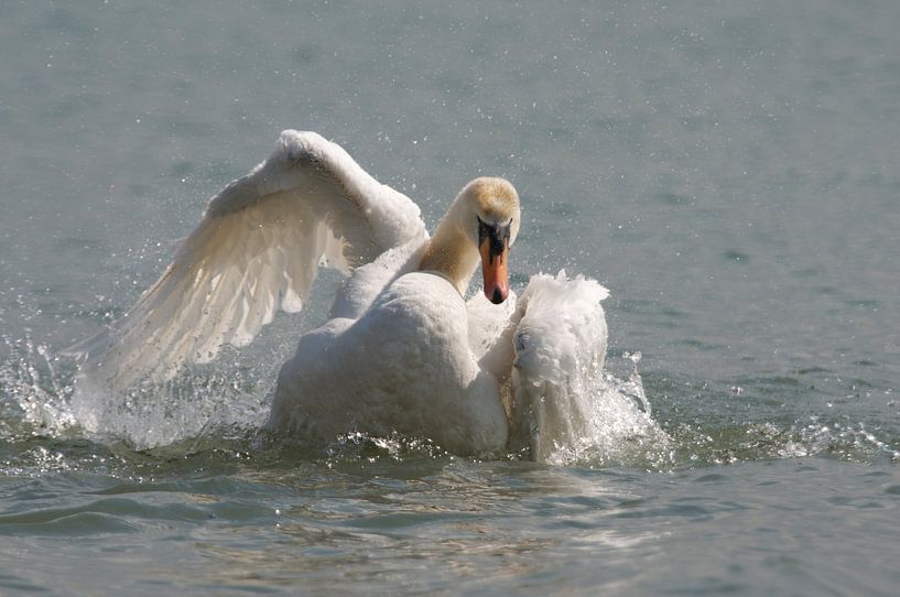 Zwaan neemt bad by Elise Daanen