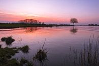Sunset by the water with tree on groyne by Moetwil en van Dijk - Fotografie thumbnail