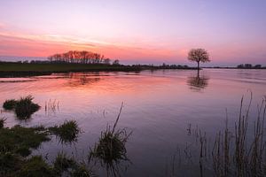 Zonsondergang bij het water met boom op krib van Moetwil en van Dijk - Fotografie