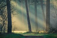 Lumière matinale magique dans la forêt pendant l'heure dorée | Utrechtse Heuvelrug par Sjaak den Breeje Aperçu