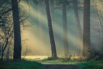 Lumière matinale magique dans la forêt pendant l'heure dorée | Utrechtse Heuvelrug sur Sjaak den Breeje