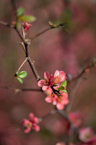 Japanischer Zierkuckuck