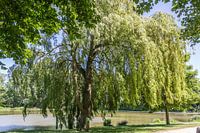 Treurwilg in het park