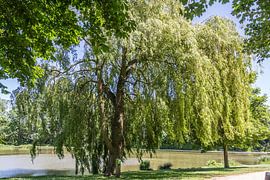 Weeping willow in the park by didier de borle