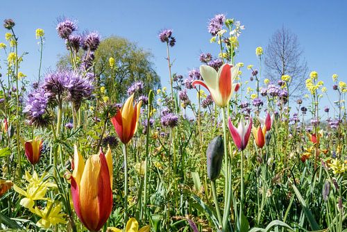 Tulpen langs de weg. Voorjaar, lente in Ridderkerk