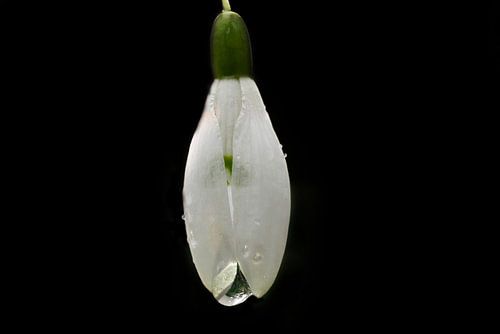 Snowdrop low key with water drop