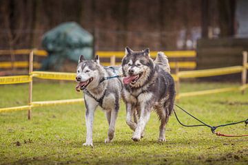 Siberian Husky van Hamperium Photography