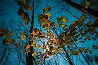 Goldene Blätter von Gina Peeters Fotografie Miniaturansicht