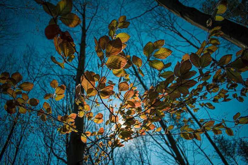 Goldene Blätter von Gina Peeters Fotografie