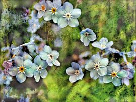 Blumenfreude - Vergissmeinnicht von Claudia Gründler