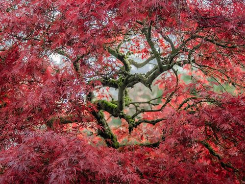 De magie van de Japanse Esdoorn